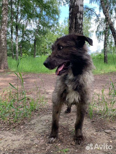 Собака позитив из приюта мечтает о доме