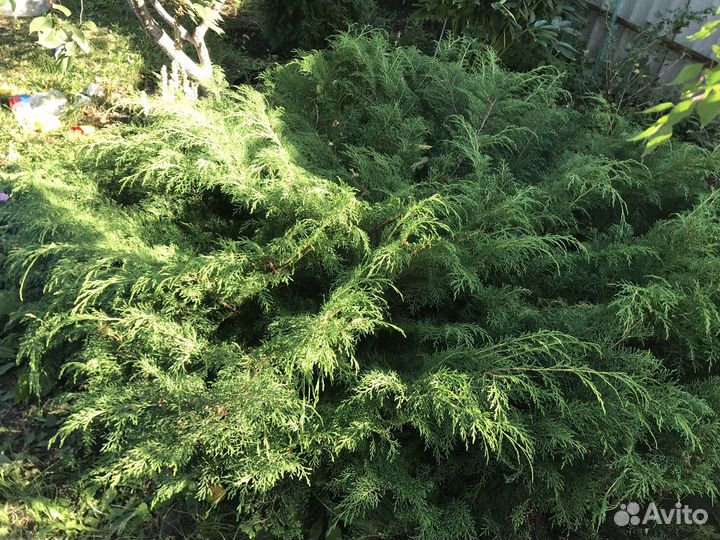 Можжевельник горизонтальный крупномер