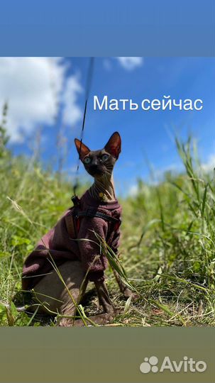 Котята сфинкс браш