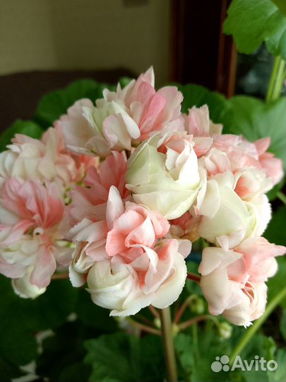 Домашние цветы