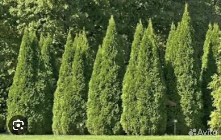 Туя колумна от1.3 до 4.5 метров