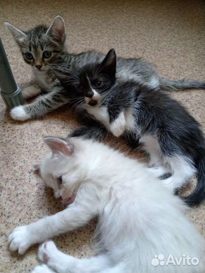 Котята в добрые руки
