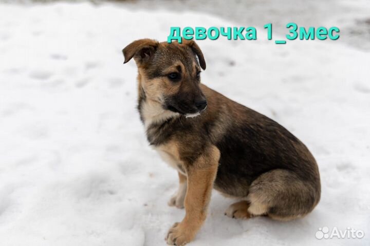 Щенки в добрые руки