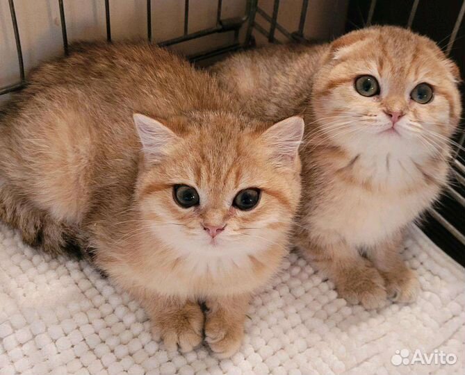 Шотландские Плюшевые котята Няшки-Милашки