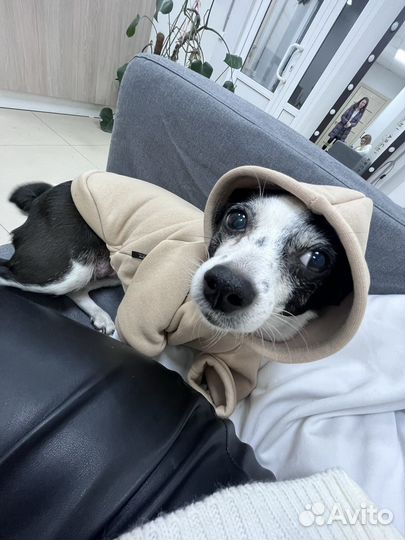 Одежда для маленькой собаки толстовка