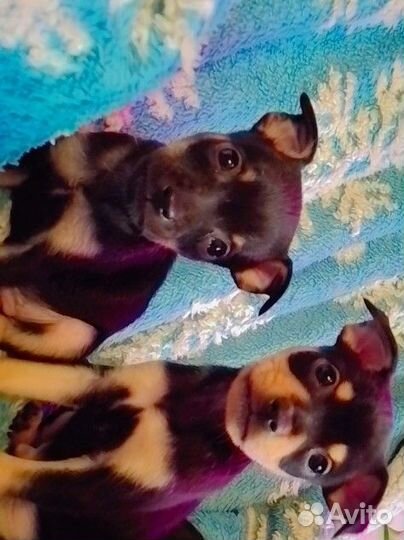 Той-терьер щенки