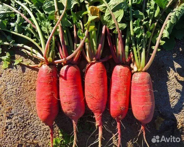 Дайкон красный