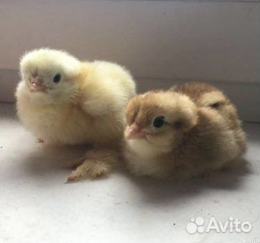 Инкубационное яйцо брамма