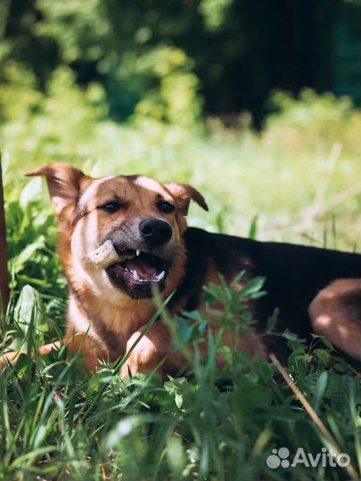 Щенок Потап 7 мес