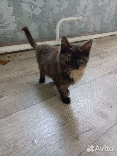 Котенок в дар бесплатно