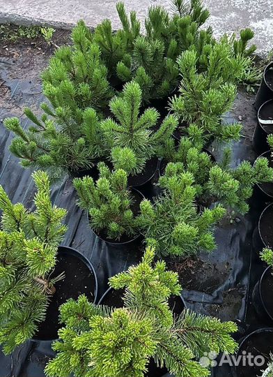 Сосна Горная В Ассортименте