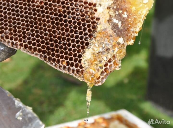 2024 Мед натуральный с Алтая опт