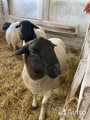 Продаём баранов-производителей породы 