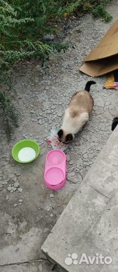 Отдаётся кошка, в добрые руки