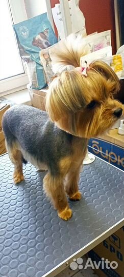 Груминг собак, стрижка кошек