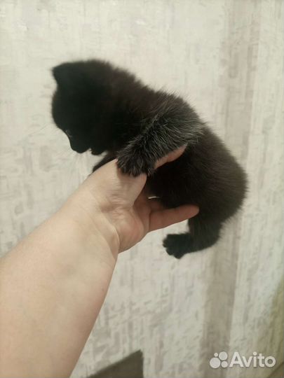 Кошки в добрые руки бесплатно