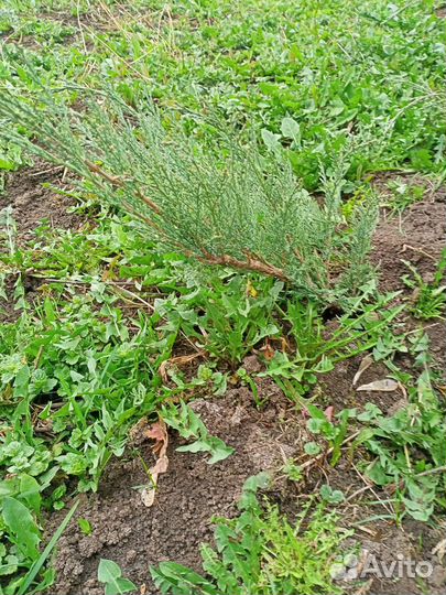 Можжевельник