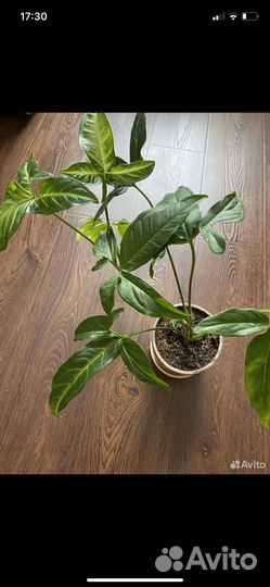 Сингониум ушковидный