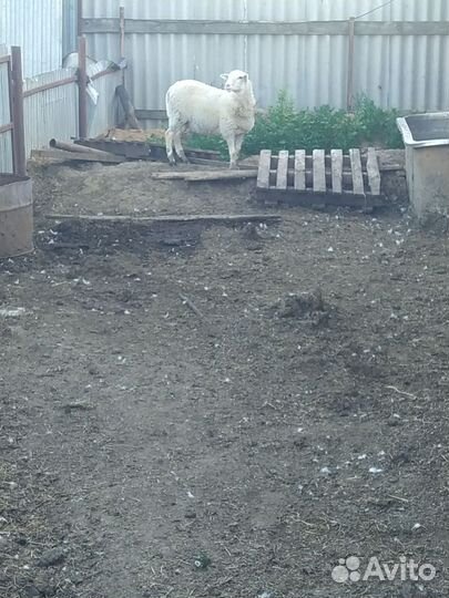 Баран на племя смесь дорпер и романовская