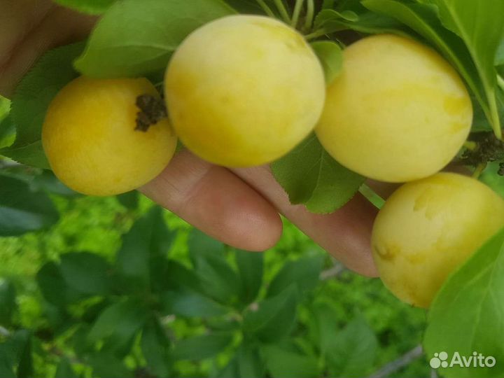 Саженцы Сливы сладкая крупная