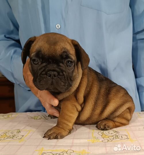 Щенок французского бульдога