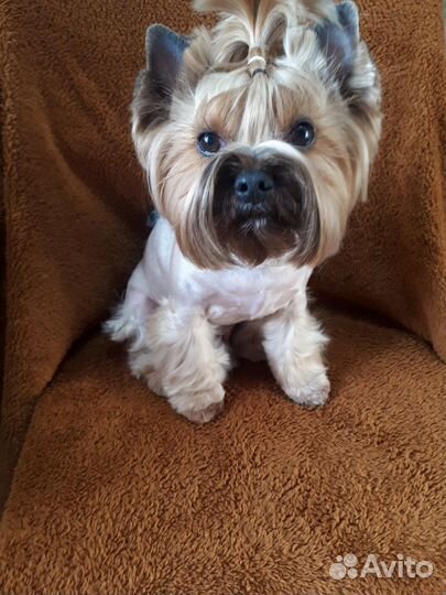 Вязка,Йорк,стандарт