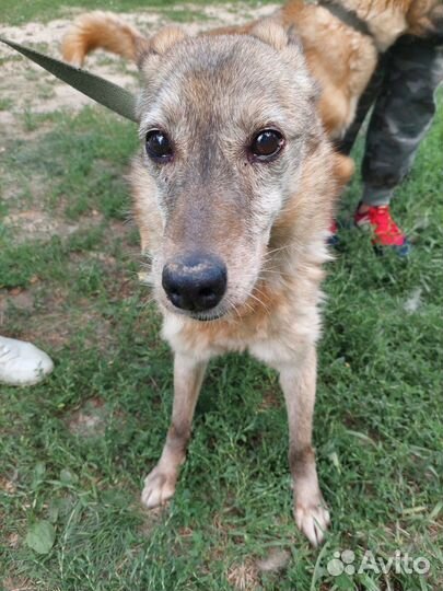 Подарите дом старушке Бабочке