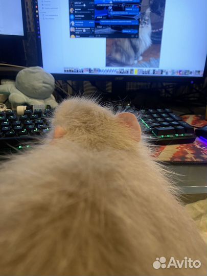 Нутрия ищет нового ответственного хозяина