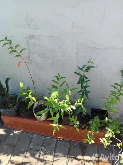 Саженцы персика