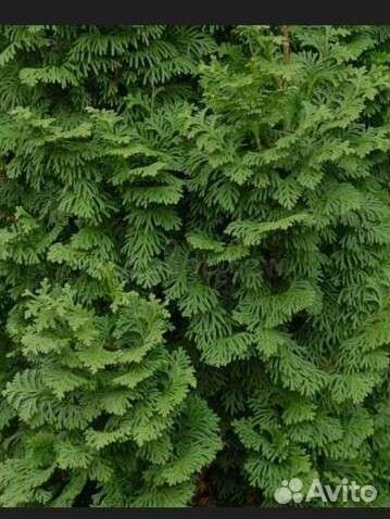 Туя спиралис