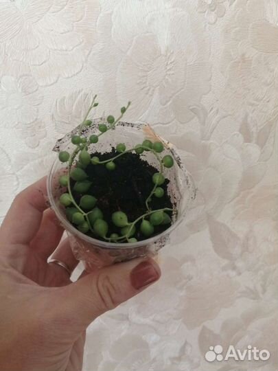 Крестовник Роули