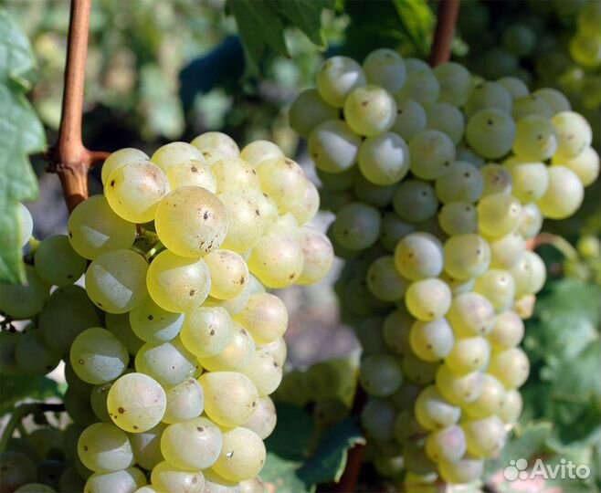 Саженцы винограда
