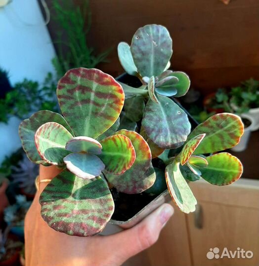 Каланхоэ декоративное разные виды