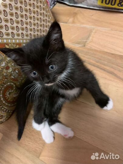 Кошки в добрые руки бесплатно