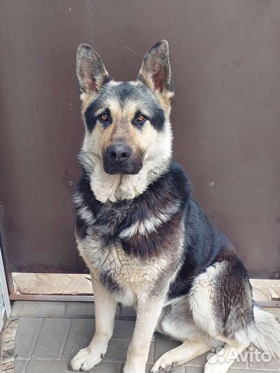 Случка собак