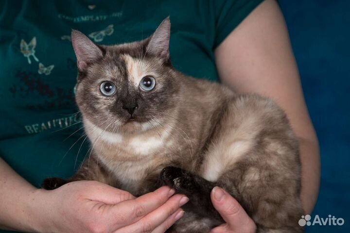 Голубоглазая кошка ищет дом