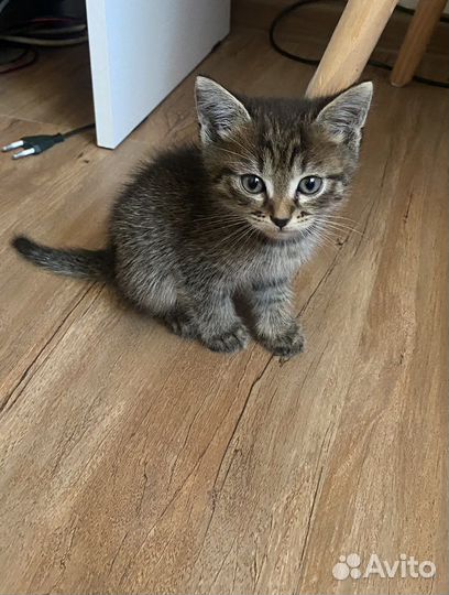 Кошка или кот