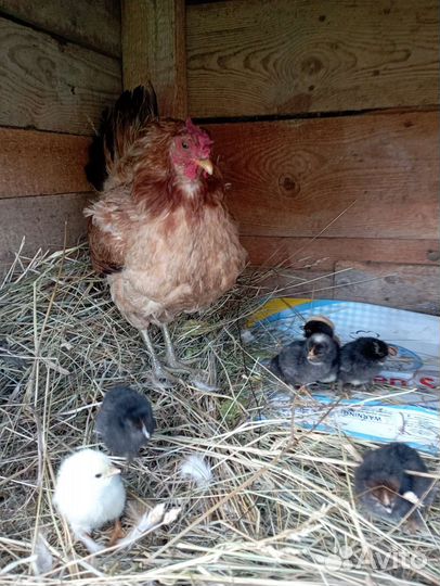Курица с цыплятами