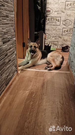 Восточноевропейская овчарка вязка