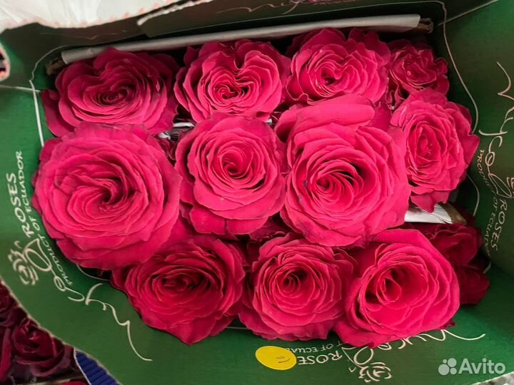 Розы Эквадор от 1 коробки под заказ от 500 шт
