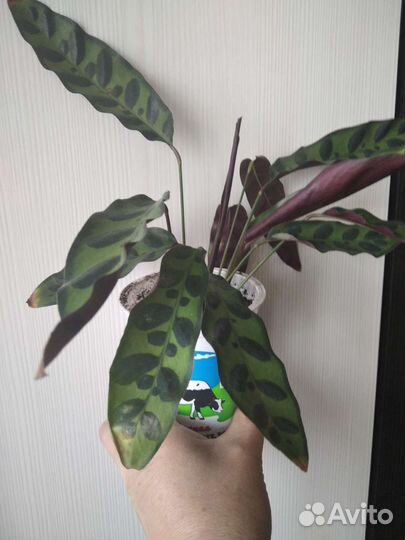 Калатея лансифолия