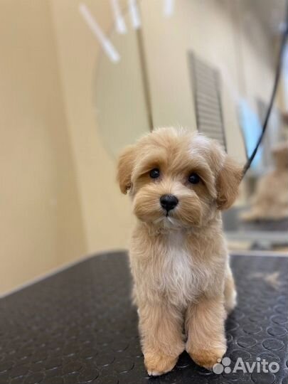 Груминг собак и кошек стрижка собак