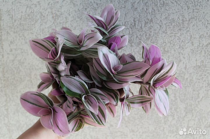 Каланхоэ каландива,Традесканции, Сингониум