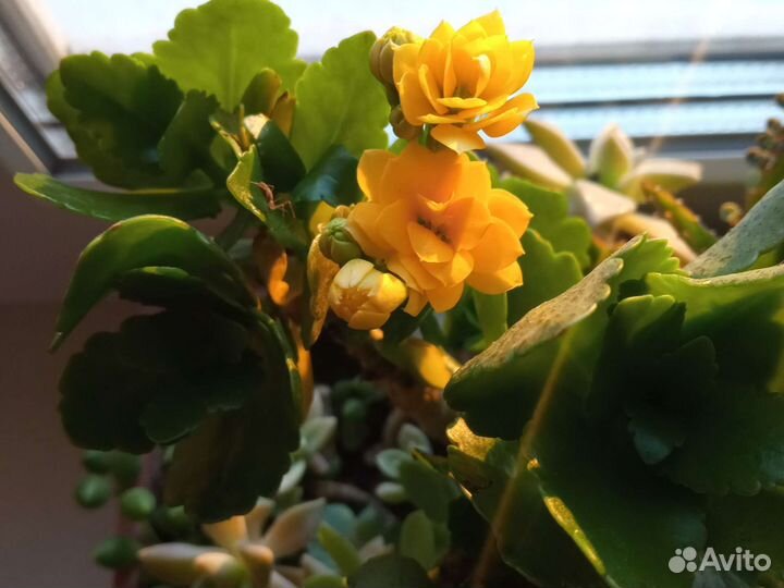 Кактусовый садик, пахиподиум, нолина-слоновья нога