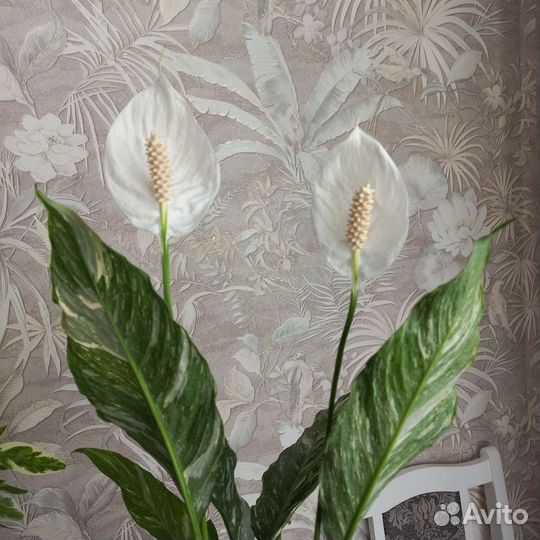 Спатифиллум пятнистый