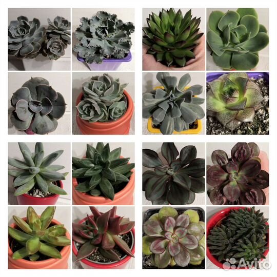 Суккуленты коллекционные