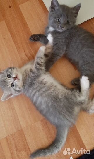 Отдам в хорошие руки котят