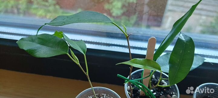 Фикус бенджамина