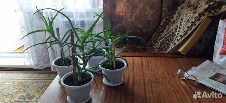 Алоэ лечебный