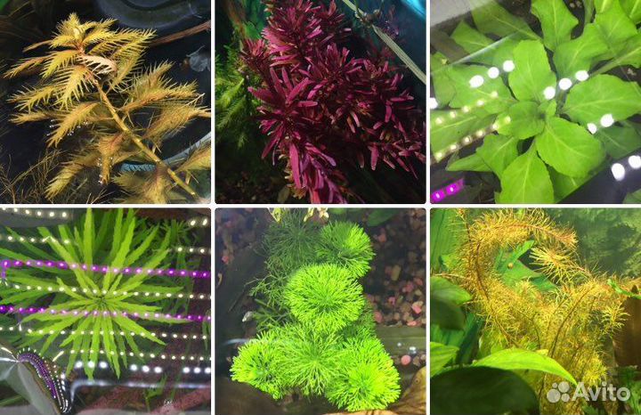 Аквариумные растения